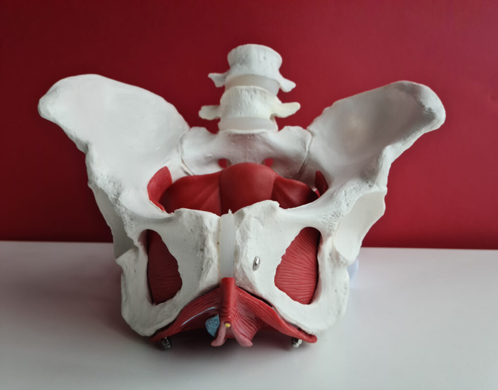 Model of Pelvic Anatomy