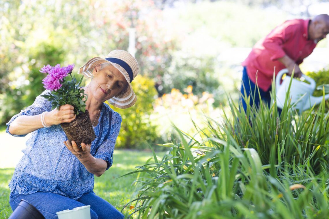 Diverse senior couple gardening in sunny garden Lifestyle retirement senior lifestyle nature gardening togetherness and domestic life unaltered