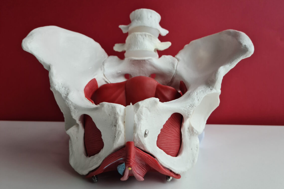 Model of Pelvic Anatomy